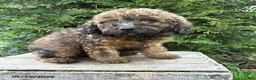 Whoodle dogs for sale: Dolly - Ad 3