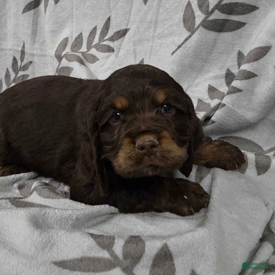 Cocker Spaniel dogs Alice - Ad 7