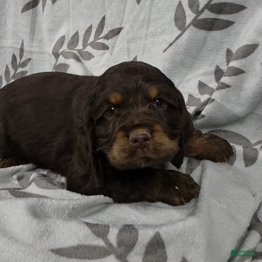 Cocker Spaniel dogs for sale: Alice - Ad 1