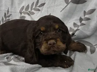 Cocker Spaniel dogs Alice - Ad 7