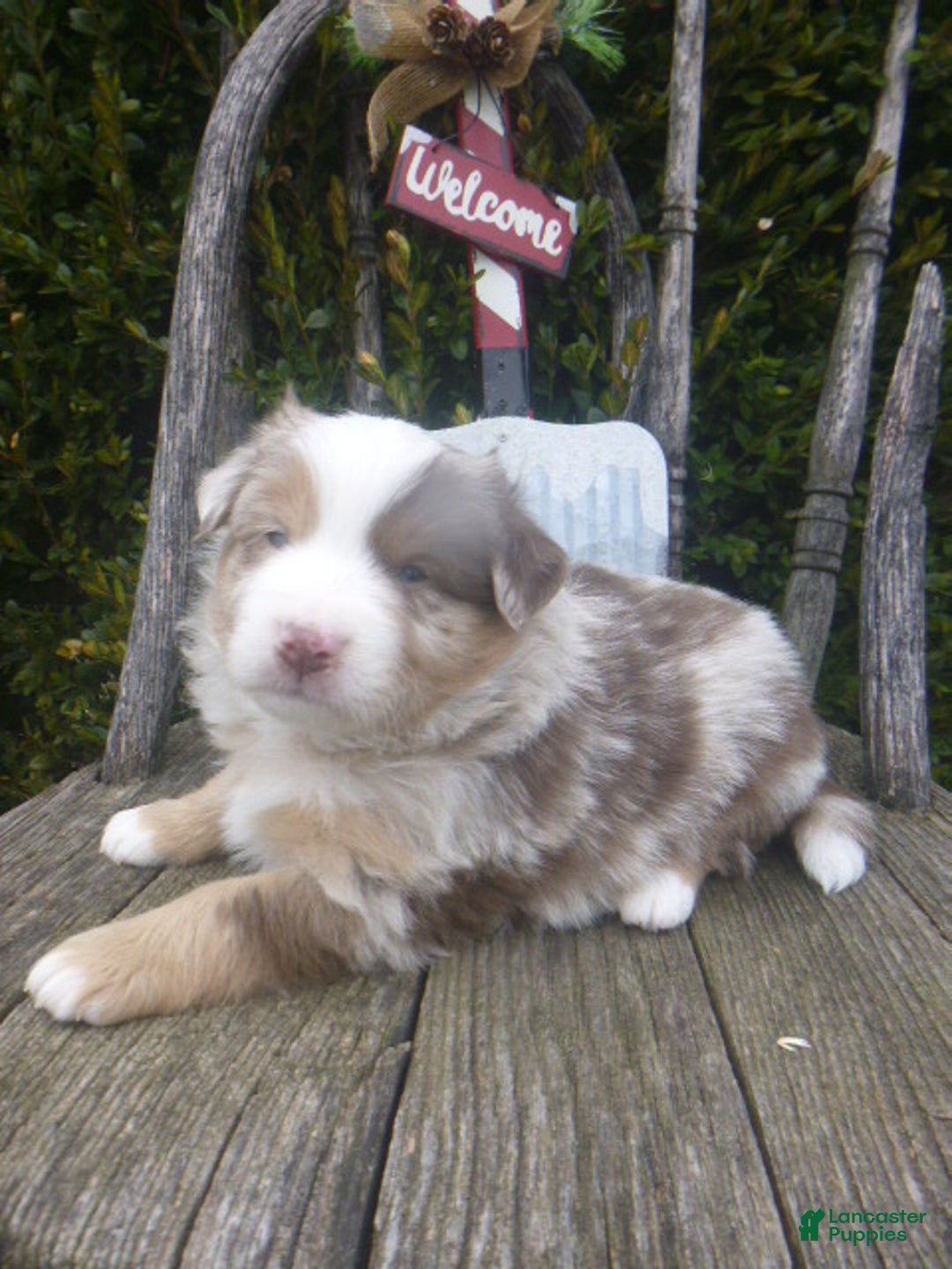 Miniature Australian Shepherd dogs for sale: Nikki - Ad 6