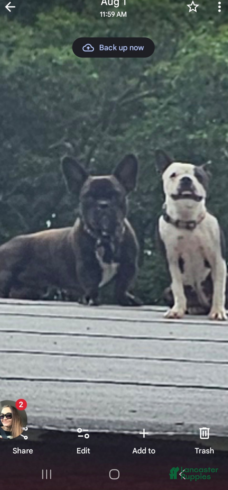Frenchton dogs for sale: Frenchton BUBBA 🩵 - Ad 7