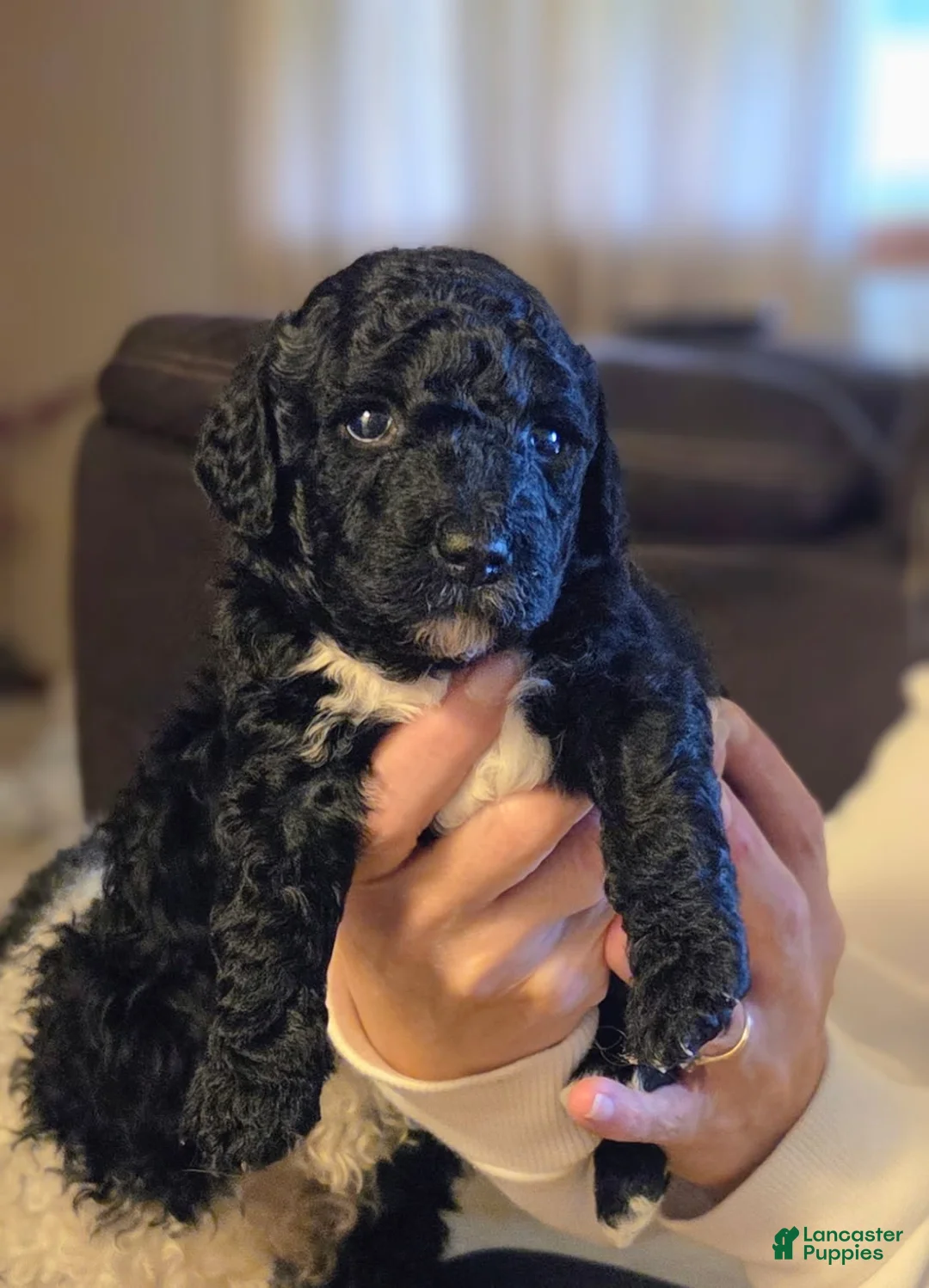 Mini Goldendoodle dogs for sale: Mini Goldendoodle 4 - Ad 1