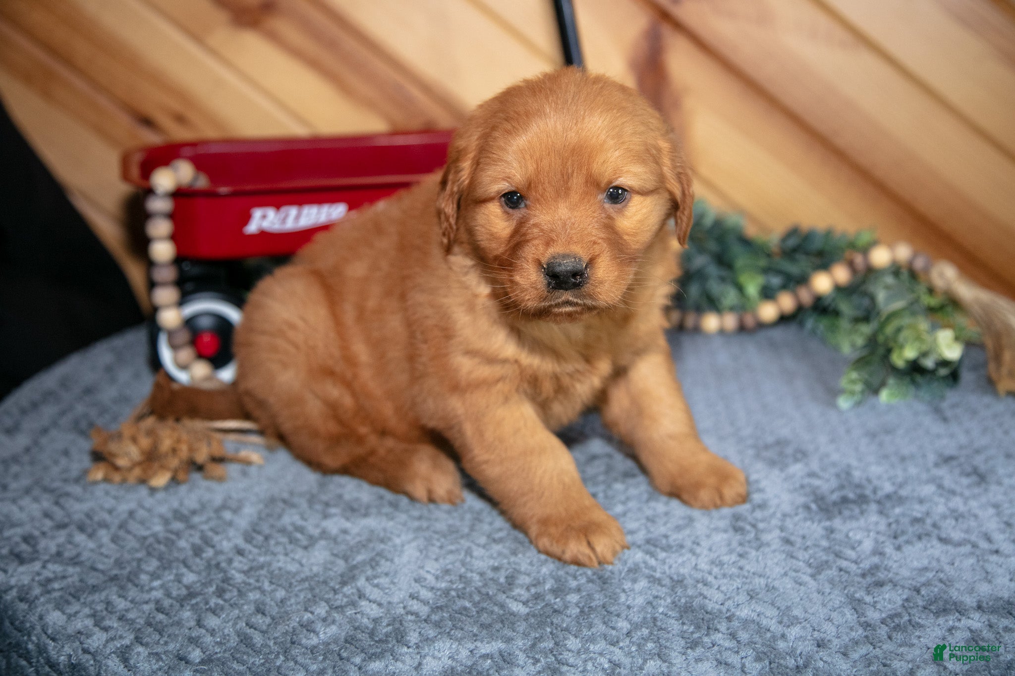 Golden Retriever dogs Buster - Ad 2