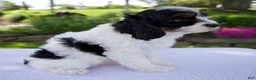 Cavapoo dogs for sale: Diesel - Ad 3