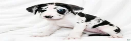 Great Dane dogs for sale: Makani - Ad 5