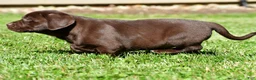 Labrador Retriever dogs for sale: Chai - Ad 7