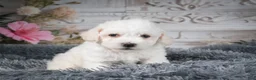 Bichon Frise dogs for sale: AKC-Freddie - Ad 8