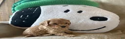 Maltipoo dogs for sale: Biscuit - Ad 3