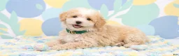 Maltipoo dogs for sale: GUCCI - Ad 2