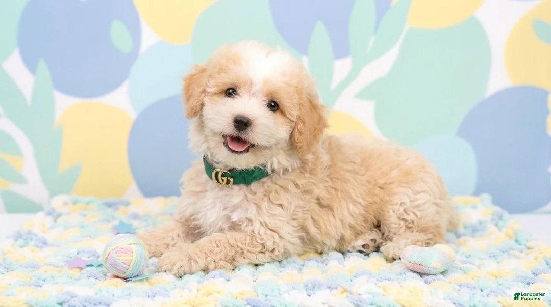 Maltipoo dogs for sale: GUCCI - Ad 2