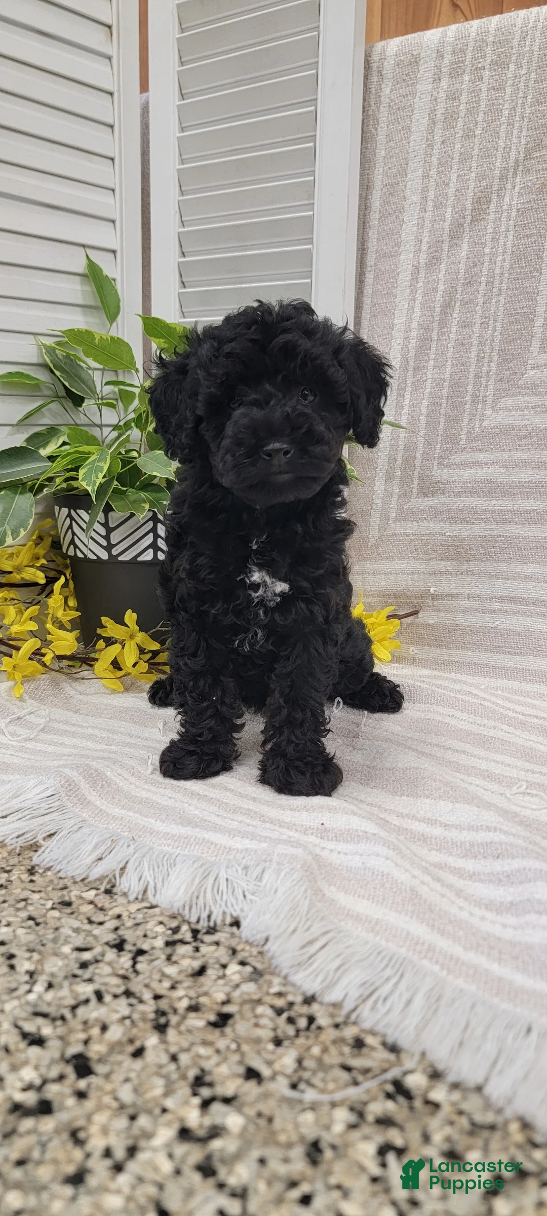 Toy Poodle dogs for sale: Beulah  - Ad 6