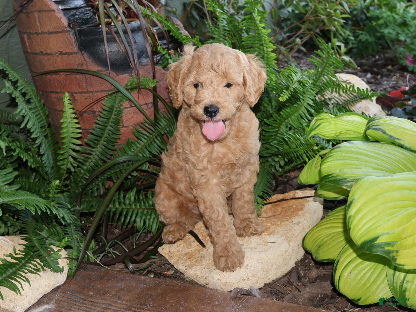 Mini Goldendoodle dogs Sweet Harper - Ad 1