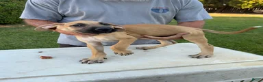 Medium Tan black snout male