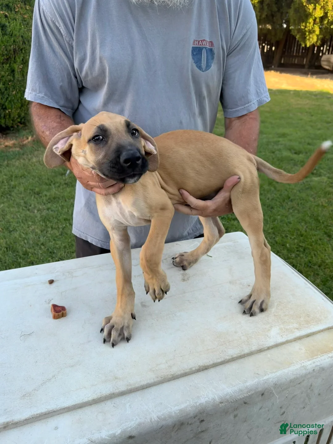 Mixed Breed dogs for sale: Medium Tan black snout male - Ad 1