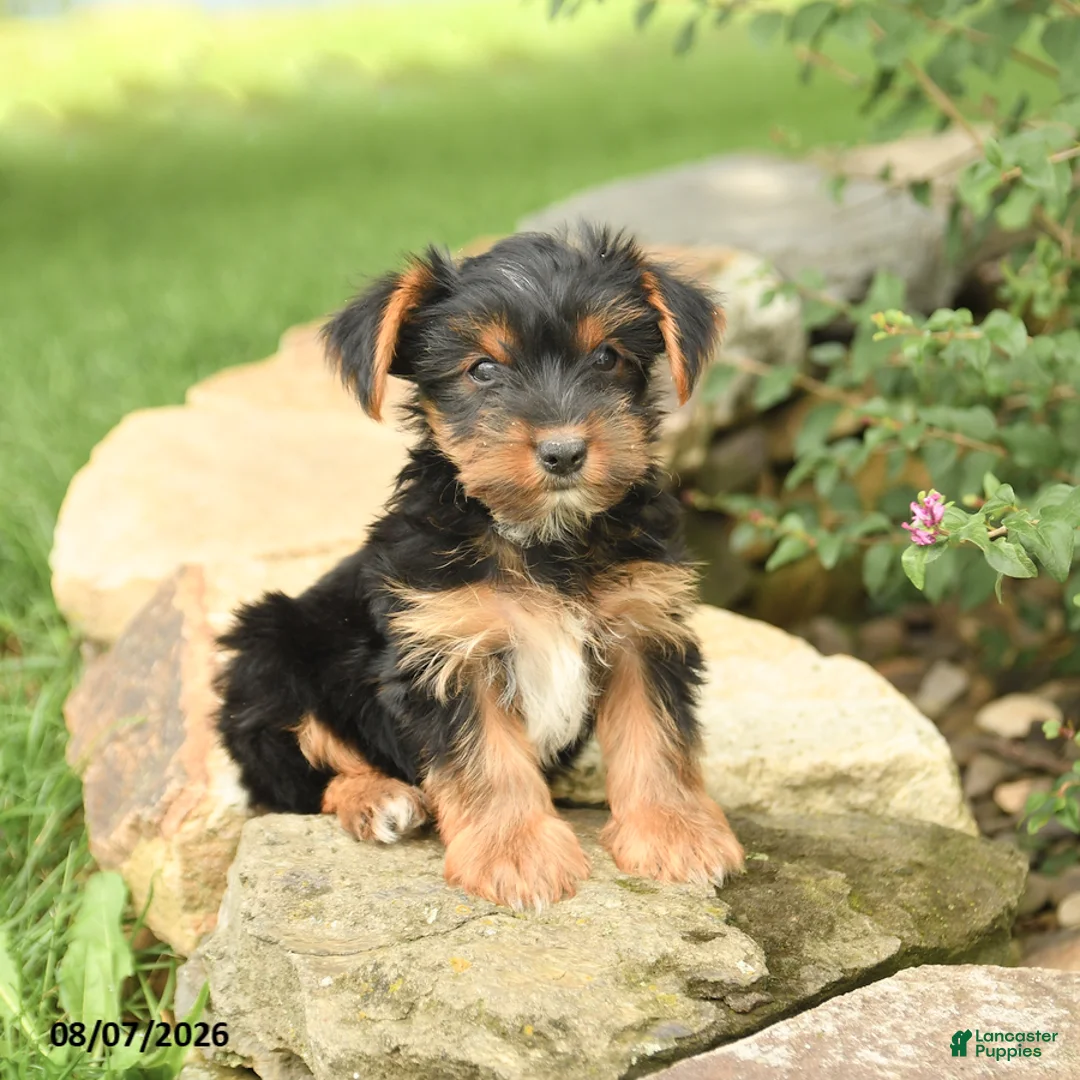 Yorkshire Terrier dogs for sale: Domino - Ad 1