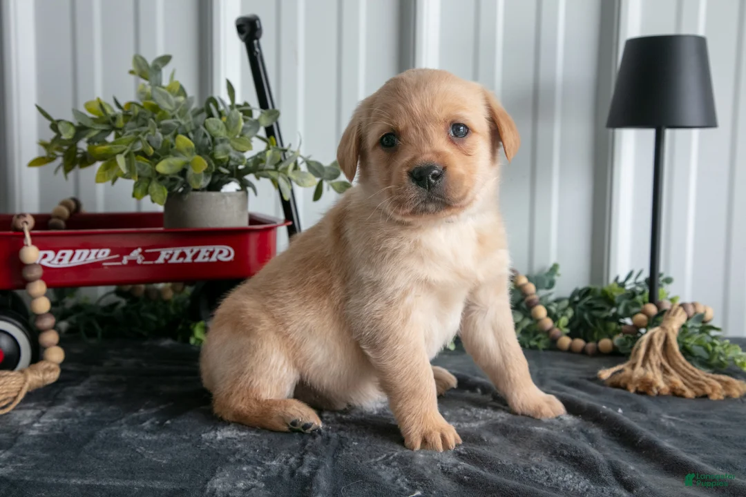 Goldador dogs for sale: Max - Ad 1