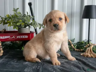 Goldador dogs Max - Ad 4