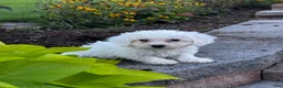 Bichon Frise dogs for sale: Beau  - Ad 5
