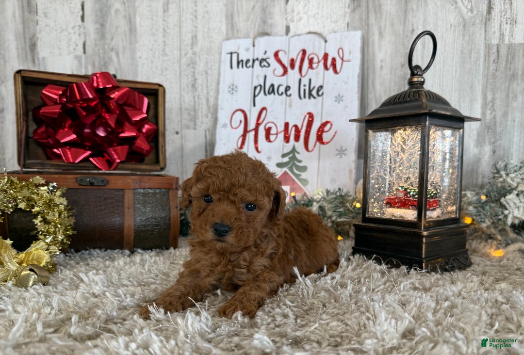Toy Poodle dogs for sale: Talia - Ad 1