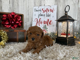 Toy Poodle dogs Talia - Ad 39