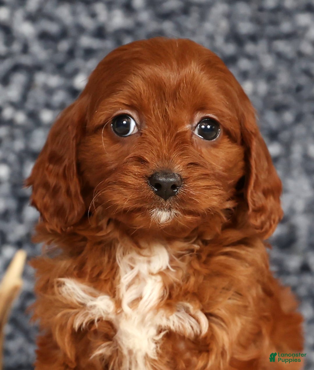 Cavapoo dogs for sale: Dawn - Ad 9