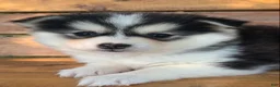 Alaskan Klee Kai dogs for sale: Beautiful Gal~~Charise! - Ad 5
