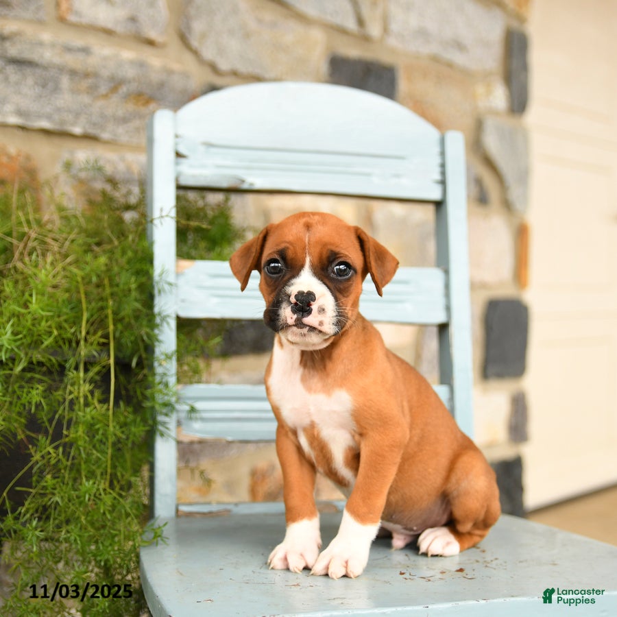 Boxer dogs Leo - Ad 1