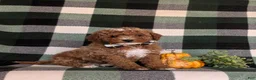 Cavapoo dogs for sale: Forest Hypoallergenic - Ad 3