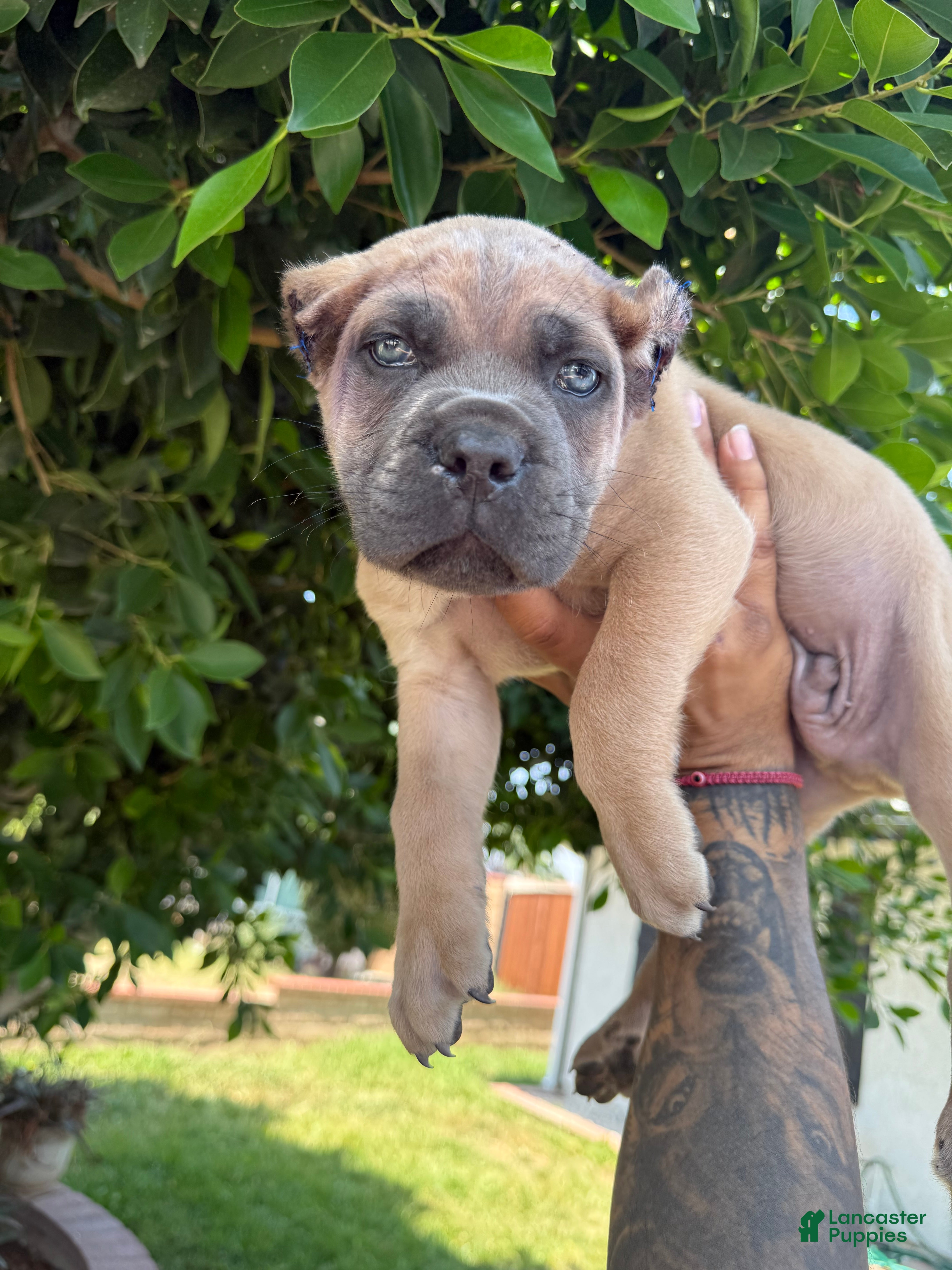 Cane Corso dogs Puppy 4 - Ad 12