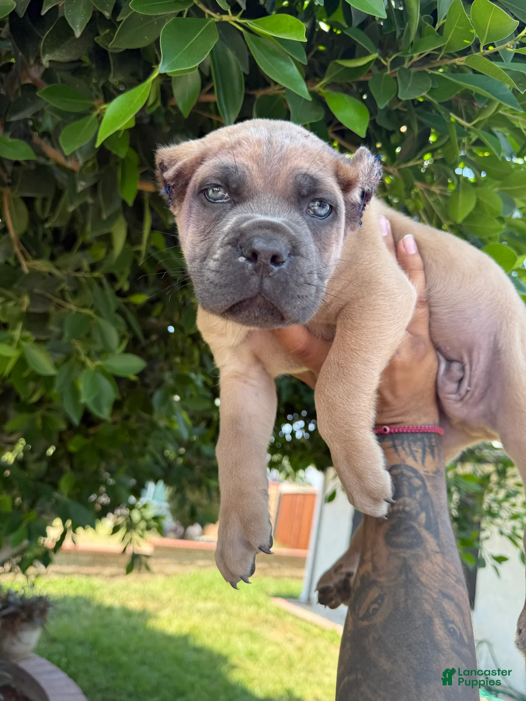 Cane Corso dogs for sale: Puppy 4 - Ad 1