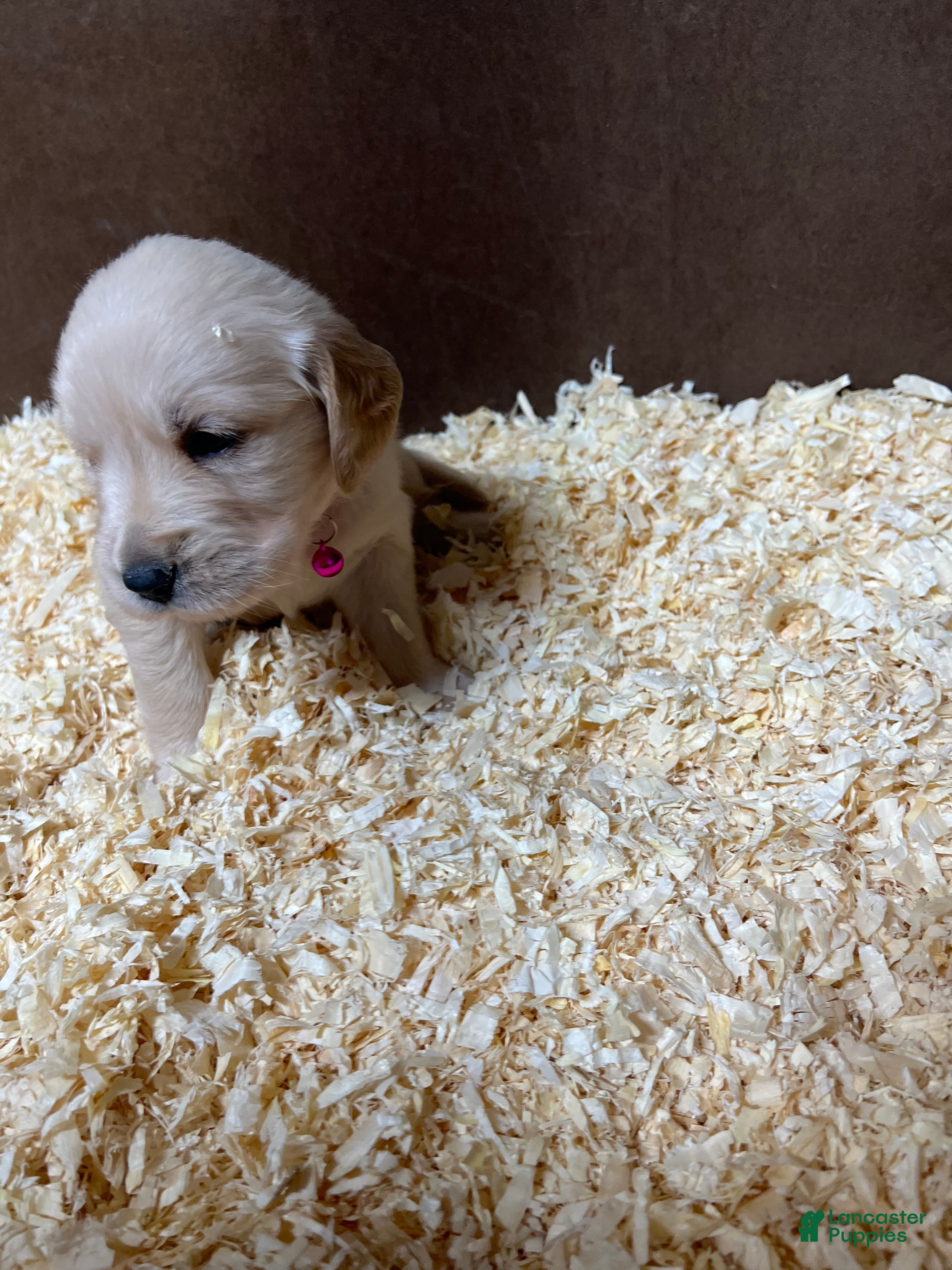 Golden Retriever dogs Pink  - Ad 1