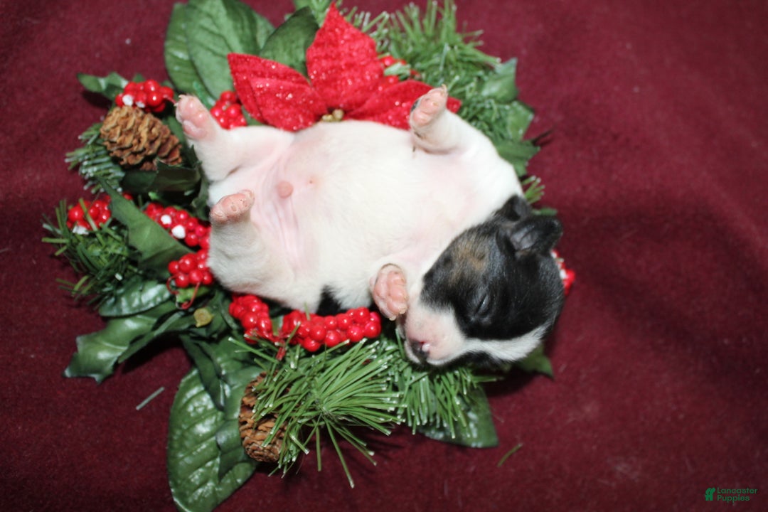 Jack Russell Terrier dogs for sale: Twizzlers - Ad 5