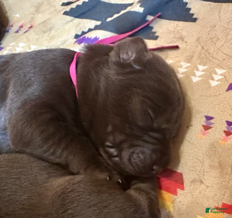 Labrador Retriever dogs Girl  - Ad 1