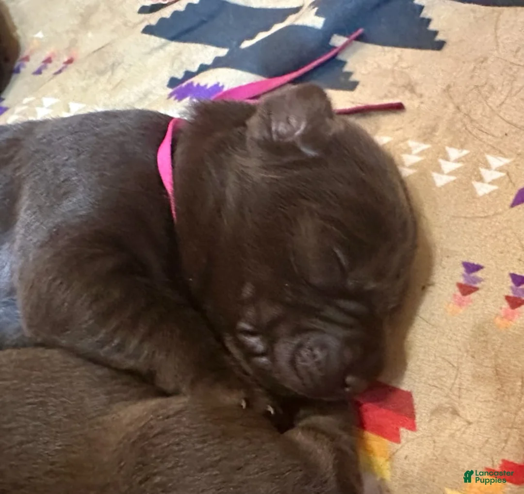 Labrador Retriever dogs for sale: Girl  - Ad 1