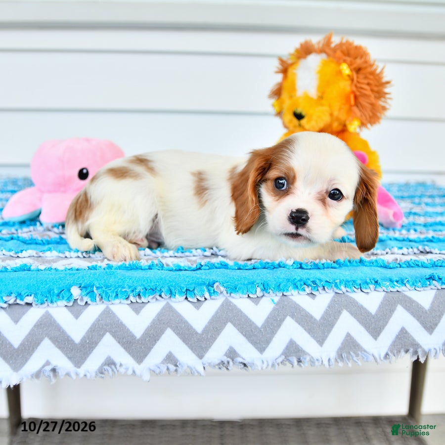 Cavalier King Charles Spaniel dogs for sale: Rio - Ad 2