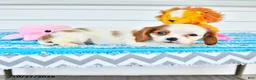 Cavalier King Charles Spaniel dogs for sale: Rio - Ad 2