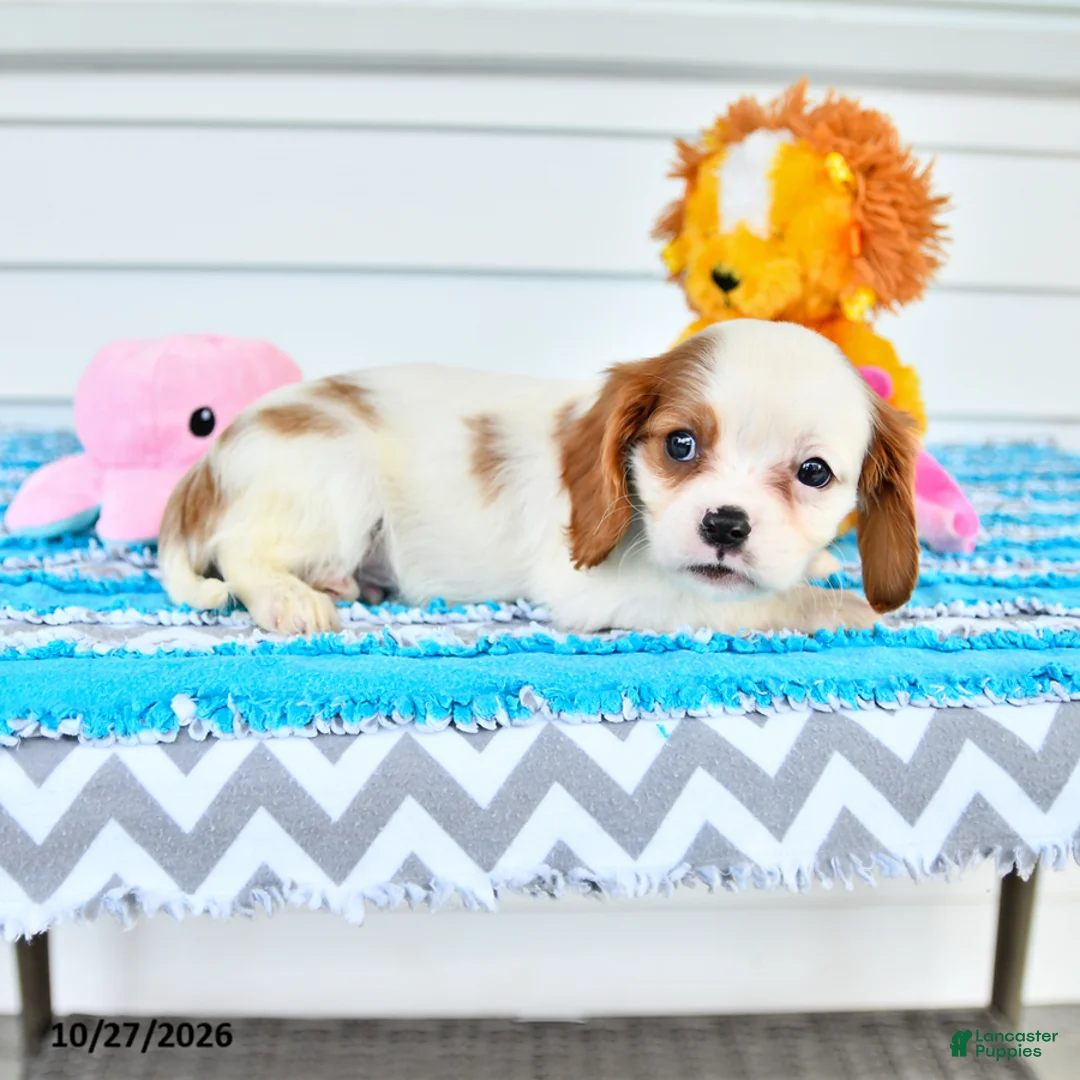 Cavalier King Charles Spaniel dogs for sale: Rio - Ad 2