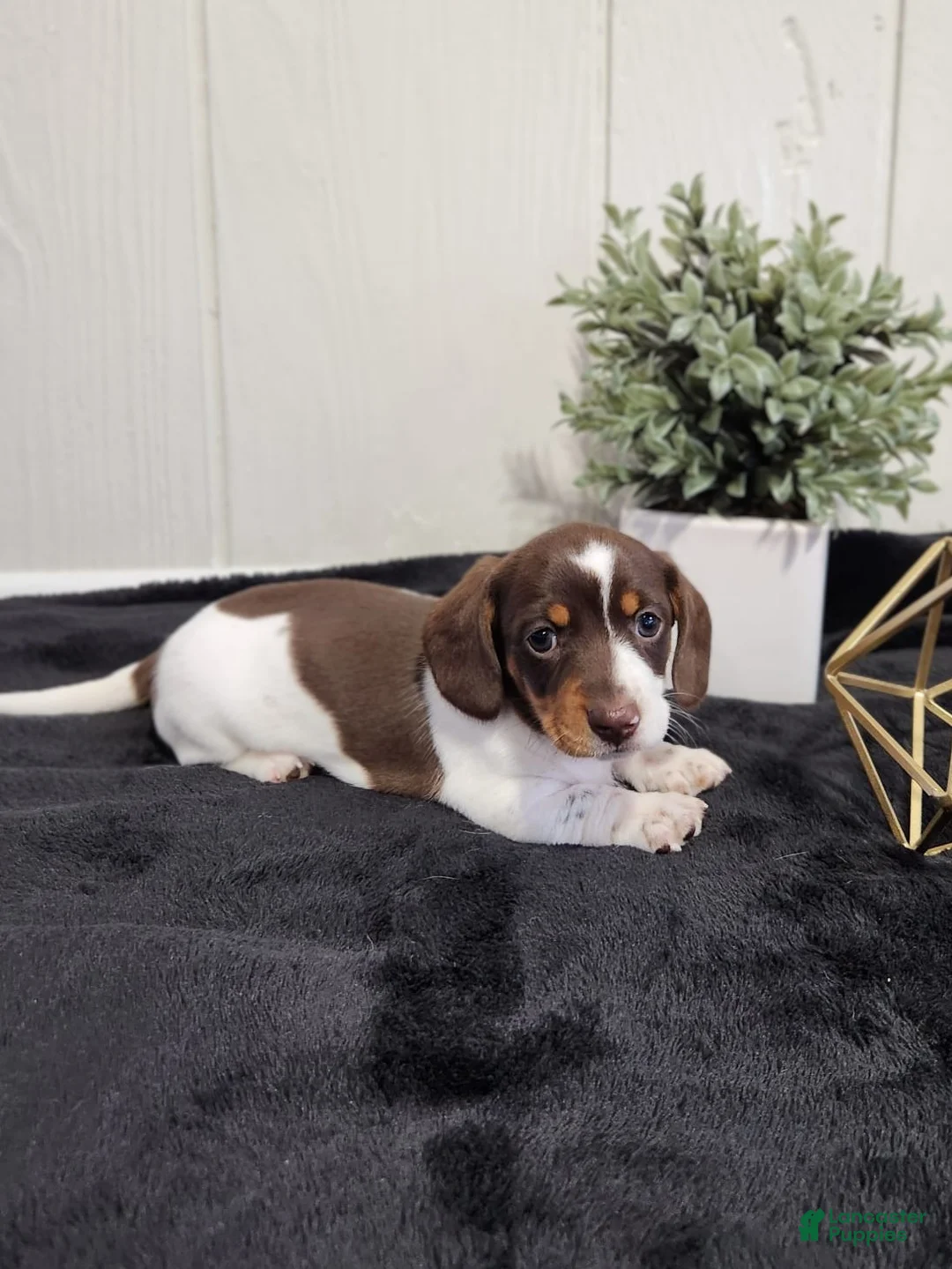 Miniature Dachshund dogs for sale: Aspen - Ad 4