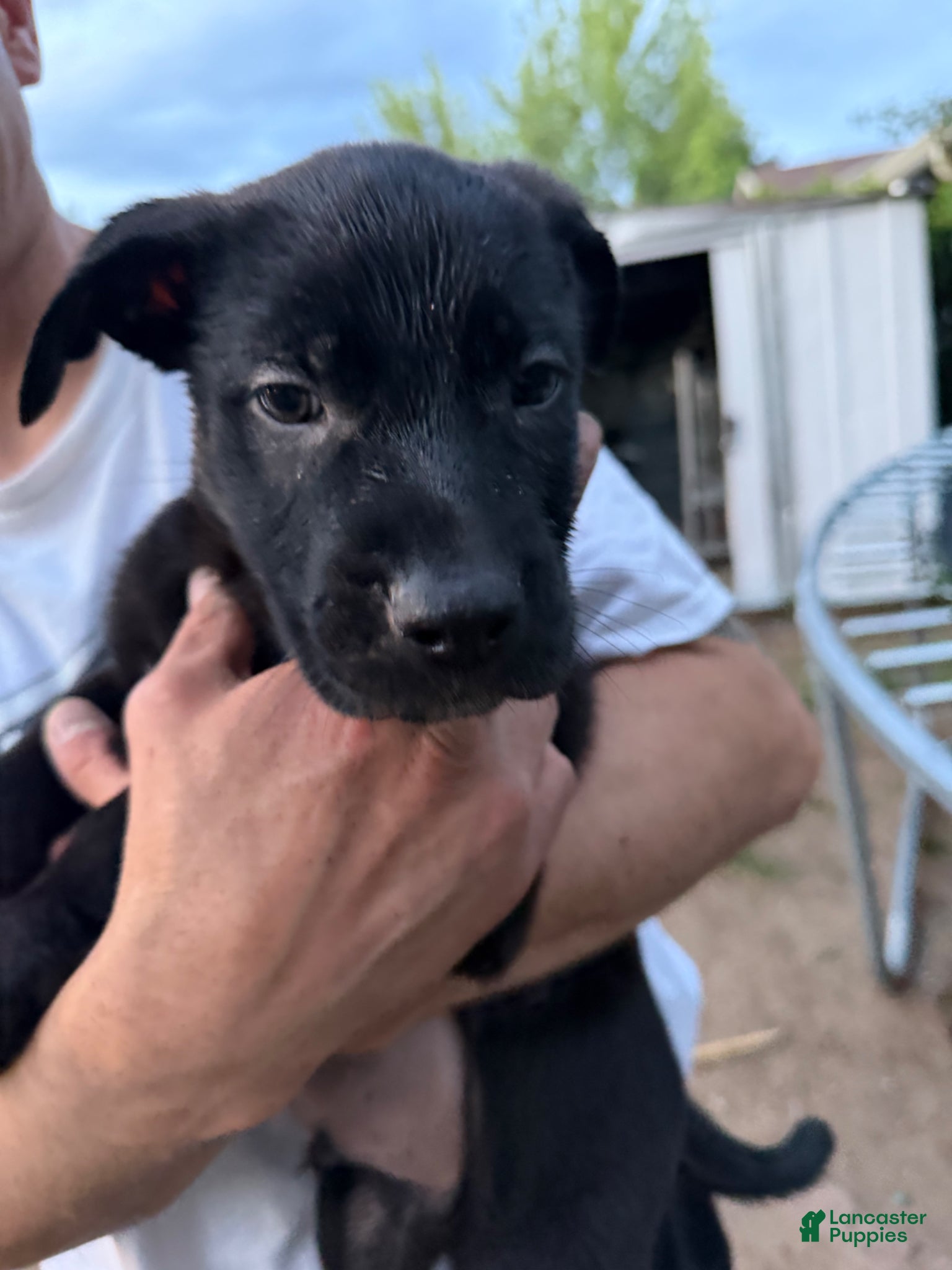 Mixed Breed dogs for sale: Mixed Breed Puppy 1 - Ad 1