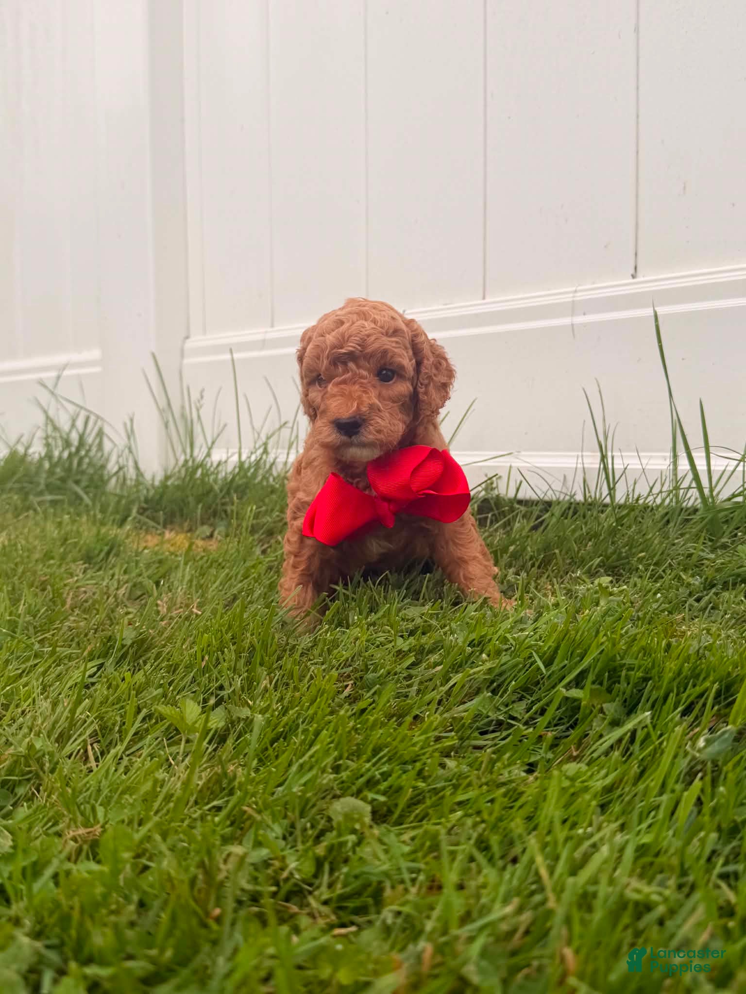 Mini Goldendoodle dogs Rex - Ad 2