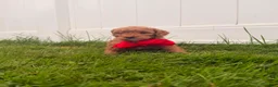 Mini Goldendoodle dogs for sale: Rex - Ad 2