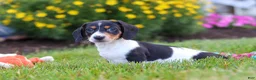 Miniature Dachshund dogs for sale: Hunter - Ad 3