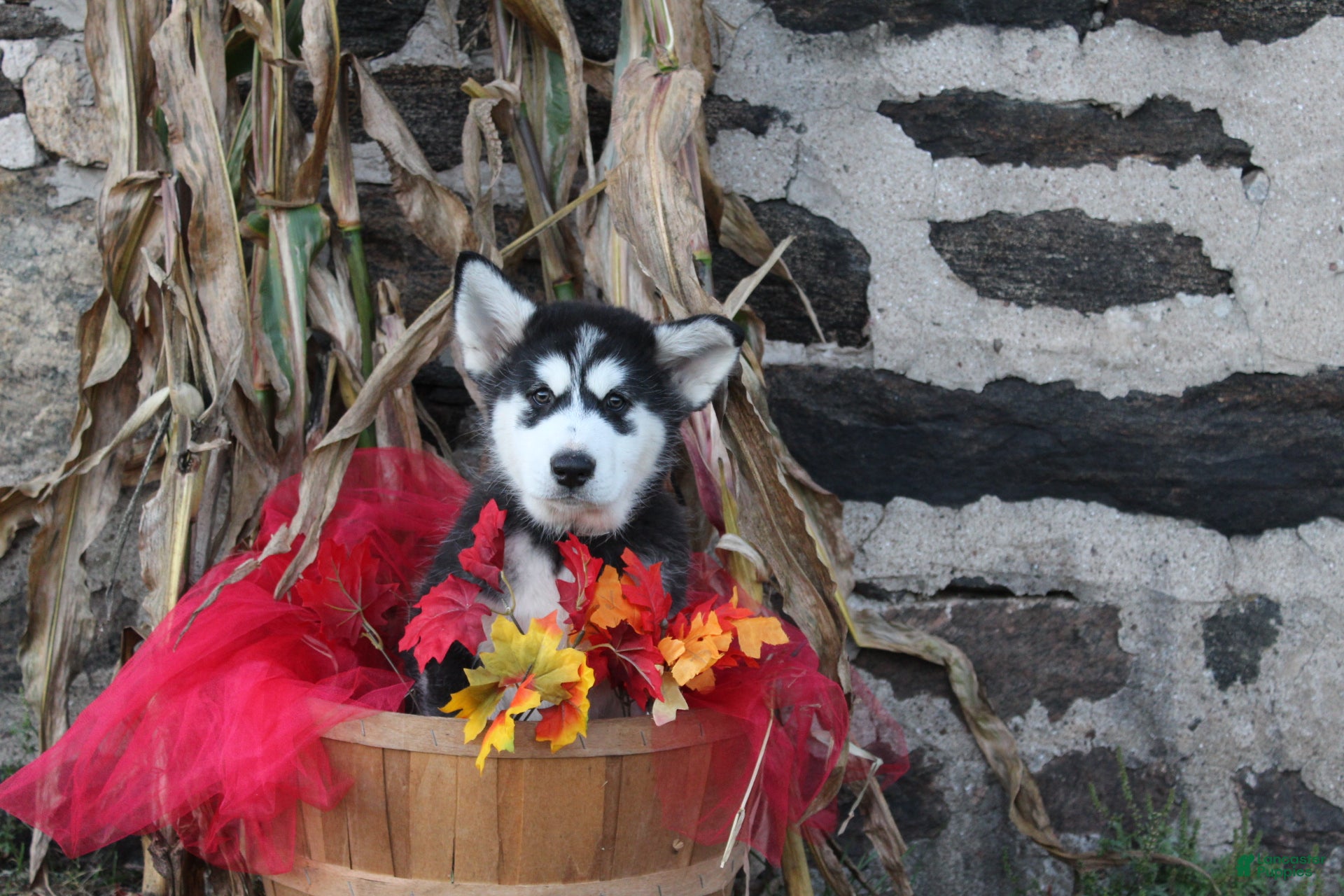 Alaskan Malamute dogs Denali - Ad 2