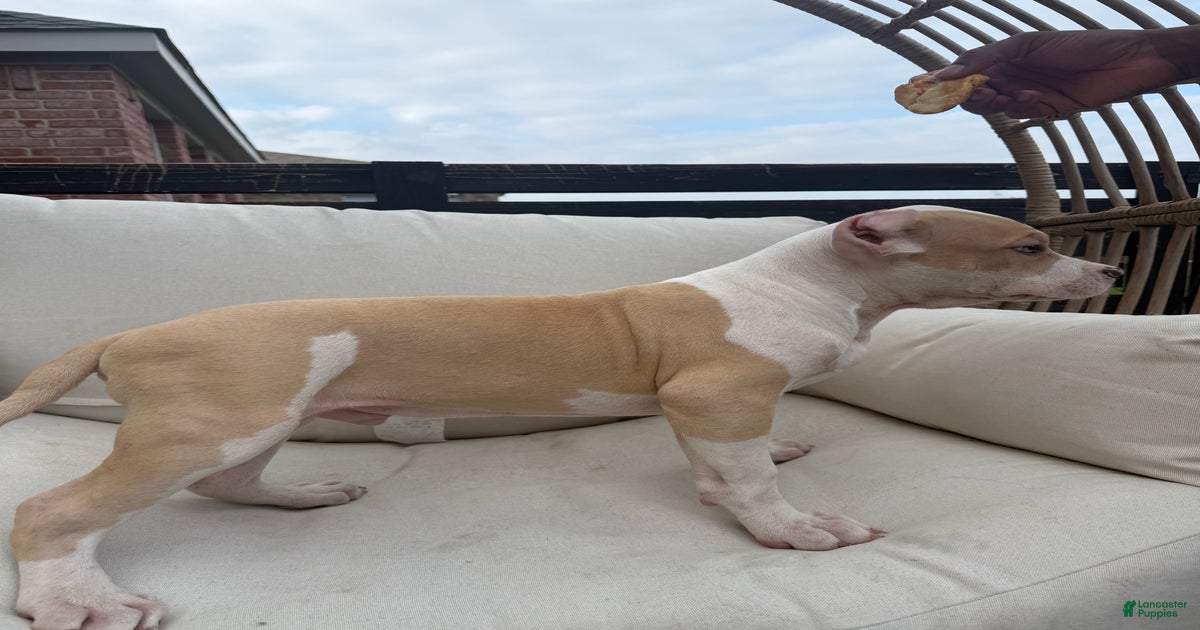 Male cryptic merle for sale in Crowley | Lancaster Puppies