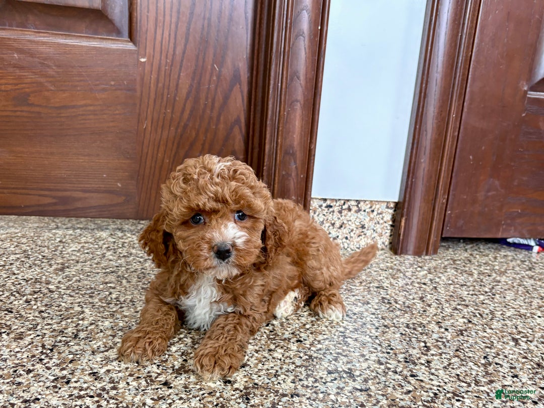 Cavapoo dogs for sale: Cavapoo F1b Female Puppy 5 - Ad 8