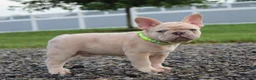 French Bulldog dogs for sale: Mack - Ad 4