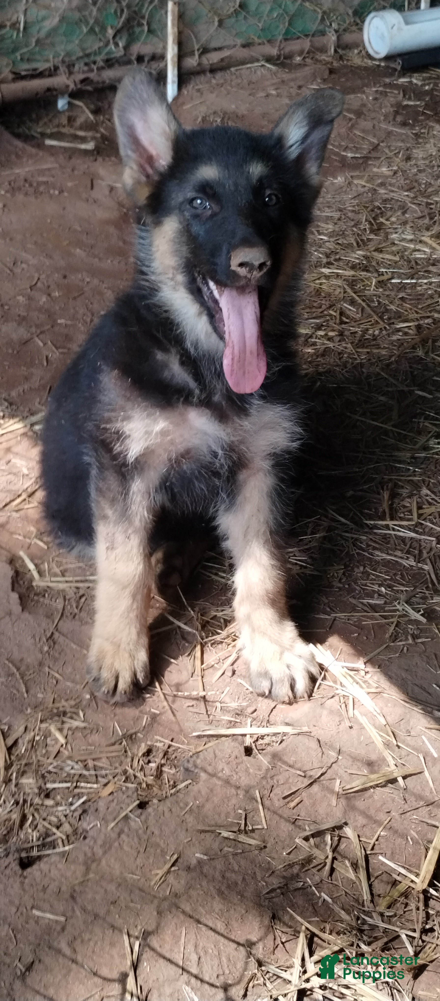 German Shepherd dogs for sale: German Shepherd Puppy 2 - Ad 3