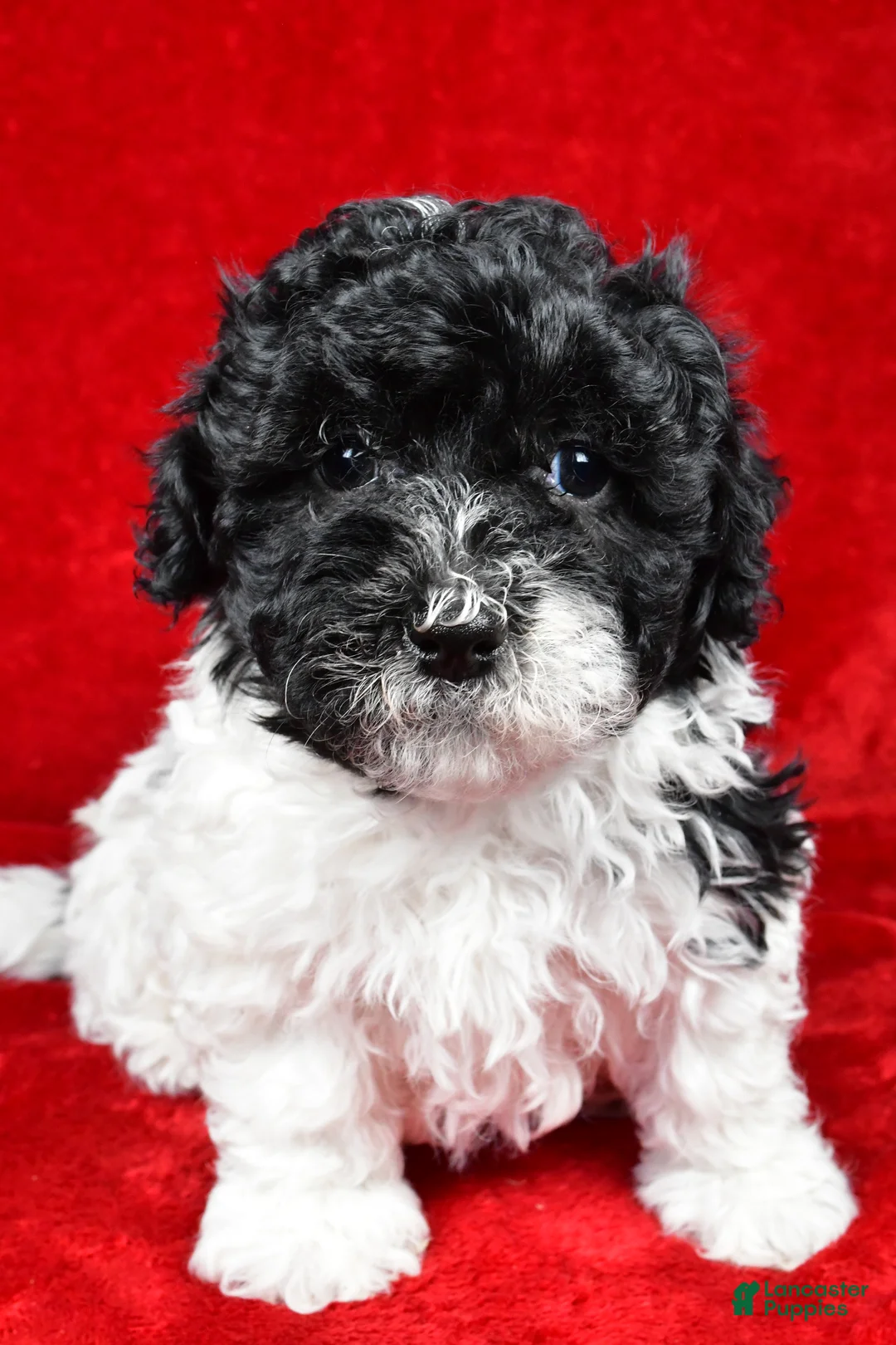 Yorkiepoo dogs for sale: Rilan - Ad 6