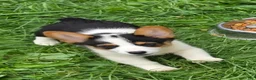 Welsh Corgi Pembroke dogs for sale: Oreo girl  - Ad 21